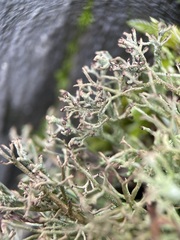 Cladonia rangiformis