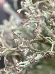 Cladonia rangiformis