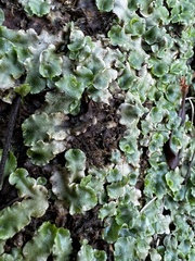 Lunularia cruciata