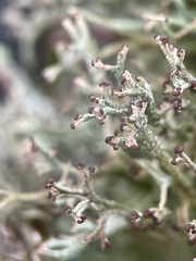Cladonia rangiformis
