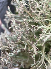 Cladonia rangiformis