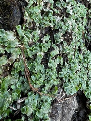 Lunularia cruciata