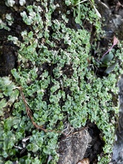 Lunularia cruciata