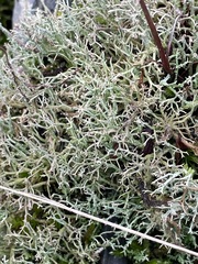 Cladonia rangiformis