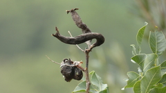 Baizongia pistaciae