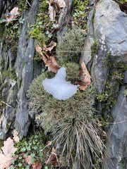 Cladonia rangiformis