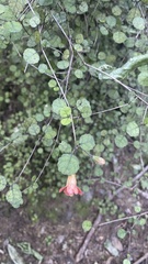 Rhabdothamnus solandri