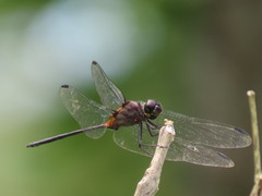 Orthemis