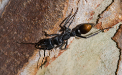 Myrmecia mandibularis