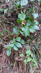 Centropogon cornutus