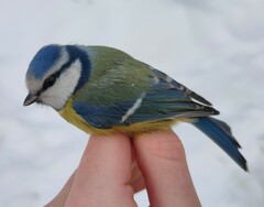 Cyanistes caeruleus caeruleus