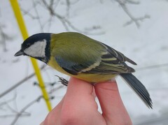 Parus major major