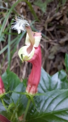 Centropogon cornutus