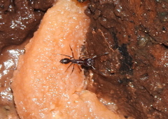 Ponerinae