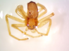 Philodromus rufus