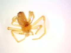 Philodromus rufus