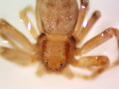 Philodromus rufus