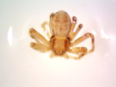 Philodromus rufus