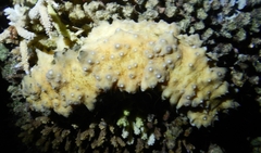 Stichopus