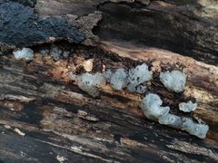 Exidia thuretiana