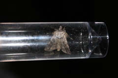 Ichneutica mutans