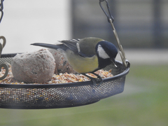 Parus major