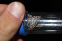 Ichneutica mutans