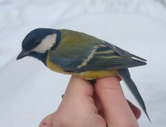 Parus major major