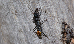 Myrmecia mandibularis
