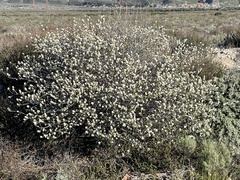 Ceanothus crassifolius