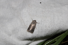 Ichneutica mutans