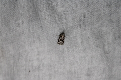 Harmologa amplexana