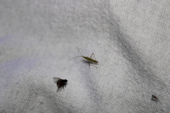 Megaloceroea recticornis