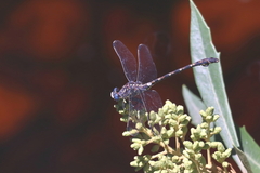 Ceratogomphus triceraticus
