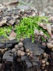 Mycena tintinnabulum