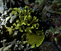 Porites rus