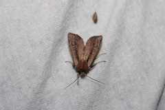 Ichneutica atristriga