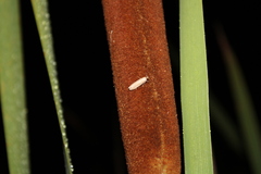 Scieropepla typhicola