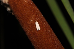 Scieropepla typhicola