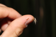 Scieropepla typhicola