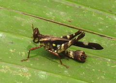 Erianthus versicolor