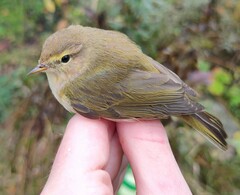 Phylloscopus collybita abietinus