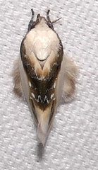 Acontia