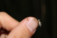 Scieropepla typhicola