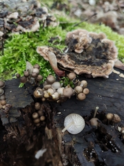Mycena tintinnabulum