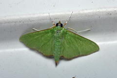 Parotis marginata