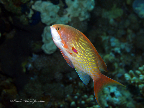 Lyretail Anthias