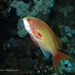 Lyretail Anthias - Photo (c) Pauline Walsh Jacobson, some rights reserved (CC BY), uploaded by Pauline Walsh Jacobson