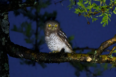 Glaucidium capense