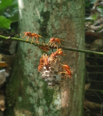 Polistes dominicus